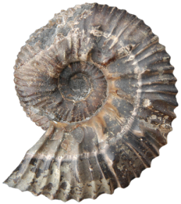 AlmaK-85_ammonite_transparent